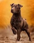 DAVID MASON PATTERDALE/FELL Terriers