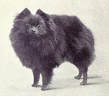 Pomeranians only come in one size. Pomeranian Dog Wikipedia