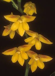 Image result for Polystachya troupiniana