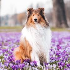 7 Mobile Lightroom Presets Dog Lovers Pet Bright Trendy Mobile Etsy In 2020 Lightroom Presets Lightroom Winter Presets