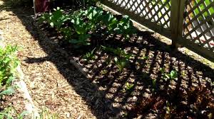 Plant more sun flower to earn more moneys to buy some plants. My Biggest Gardening Challenge Not Enough Sun What S Yours Youtube