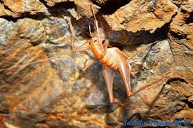 Image result for Carpodiptera africana