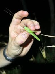 Image result for Ruspolia australis