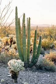 Organ pipe cactus national monument. A Guide To Organ Pipe Cactus National Monument Fresh Off The Grid