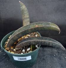 Image result for Sansevieria hallii