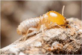 He made his official premiere in the netflix original series in the episode titled the new hire named anai. Termite Mh Control Resources Termite Pest Control Anai Anai