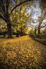 Follow The Yellow Leaf Road Canberra Australia Beautiful Roads Australia Vacation Beautiful Places
