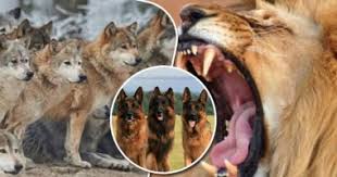 الصوت والرائحة ولغة الجسد وسائل التواصل بين الحيوانات الأسد يسيطر على مساحات حسب قوة زئيرة و بول الكلب دليله للعودة لمنزله الديك يتزوج 10 دواجن ومخ النملة الأكبر بين الحيوانات مقارنة بوزنها اليوم