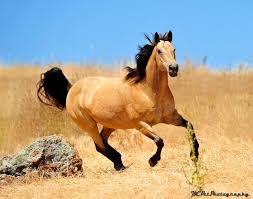 Mustang buckskin for sale buy and sell horses on europe's leading horse market. 217b292146a8da024d51de7b70a6d280 Jpg 736 578 Pixels Horses Buckskin Horse Most Beautiful Horses