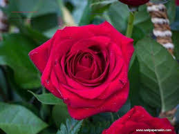 Rose Wallpaper 8 Beautiful Rose Flower Wallpaper Beautiful Rose Wallpapers Beautiful Roses Wallpap In 2020 Rose Flower Wallpaper Rose Wallpaper Blue Roses Wallpaper