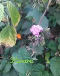 Image result for Ipomoea wightii