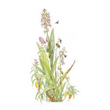 Image result for Eulophia horsfallii