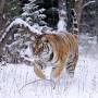 Profile Picture of Vengeful tiger waits 12 hours for man who stole its kill - then leaves him ...on Google