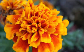We did not find results for: 11 Manfaat Marigold Bunga Cantik Lawan Radikal Bebas