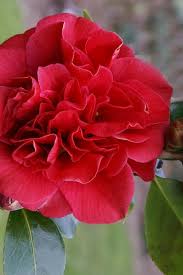 Every southern garden must include a winter showy camellia. Tom Knudsen Camellia Japonica Is Wilson Bros Gardens Facebook