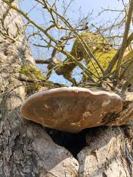 Image result for Phellinus igniarius