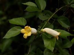 Image result for Amphilophium