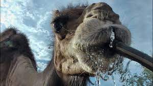 It might surprise you that this is a complex question with a complex answer, but today we're sharing all the details with you in this camel q&a. Camel Drinks From The Hose Youtube