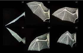 The wing may then be quite tightly folded or may partly enfold the bat's undersurface. Real Bat Wings Folded Google Search Bat Wings Bat Anatomy Wing Anatomy