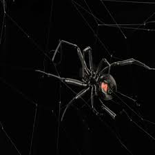 1080p , hd , spiderman , wallpaper share on whatsapp facebook google+ pinterest twitter stumble it digg this linkedin del.icio.us Canada S Most Beautiful Deadly Spider Calls The Okanagan Valley Home The Weather Network