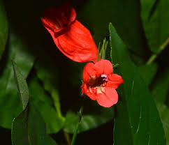 Image result for Ruellia brevifolia