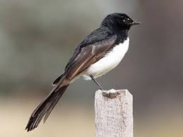 Black And White Aussie Birds Willie Wagtail Wikipedia The Free Encyclopedia Wagtail Bird Life List Australian Birds