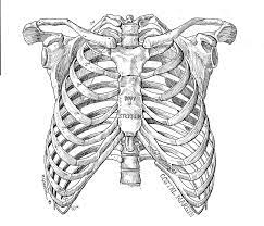 Here's a rib cage study i did referencing a photograph. Interview With Marc Gosselin Anatomy Art Skeleton Drawings Rib Cage Drawing