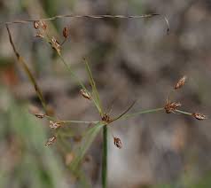 Image result for Fimbristylis dichotoma