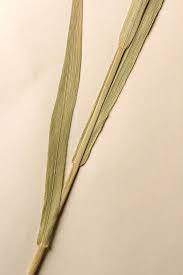 Image result for Bromus  kalmii