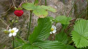 1280 x 960 jpeg 582 кб. Wild Strawberry Fragaria Vesca Plants Kew