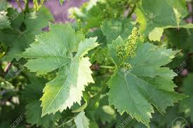 Then put them in a small container with some damp peat moss. Grape Leaves And Small Bunch Of Grapes Stock Photo Picture And Royalty Free Image Image 12291804