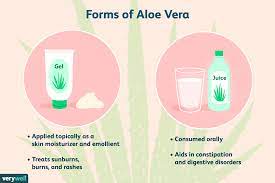 But how do you use this cactus plant on your hair? Aloe Vera Benefits Side Effects Dosage And Interactions