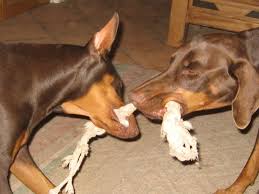 Their tails are docked so that they dont become injured when the dog is working. Why Do People Cut Their Dog S Tail At Birth Quora