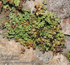Image result for sleziník Asplenium