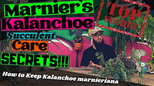 Can marnier's kalanchoe houseplants be propagated? Marnier S Kalanchoe Care Basics Everything You Need To Know About Caring For Kalanchoe Marnieriana Youtube