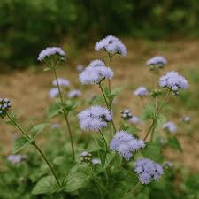 Image result for Ageratum conyzoides