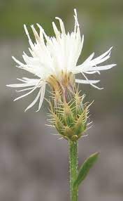 Bighead Knapweed Flower Youtube Best Flower Wallpaper
