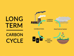 what is the carbon cycle