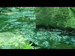 癒し系 自然音 せせらぎ youtube 自然 癒し せせらぎ