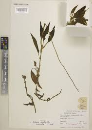 Image result for Hetaeria