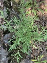 Image result for Stoebe vulgaris