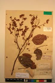 Image result for Agelaea pentagyna