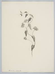 Image result for Jacquemontia paniculata