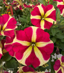 Add a splash of color to your front porch, balcony, or outdoor sitting area with these full sun container flowers. Container Plants For Full Sun Choices For Colour Foliage And Texture