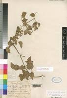 Image result for Clematis dolichopoda