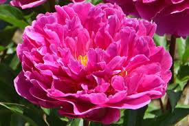 Data specific to peonies (edit). Southern Peony