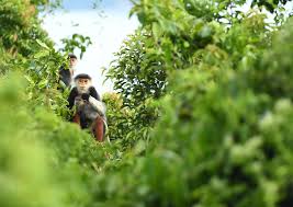 Image result for Strephonema mannii