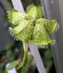 Image result for Ceropegia multiflora
