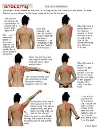 Https S Media Cache Ak0 Pinimg Com 564x 04 77 89 0477895d92d29a4c9a31c97392c39a5c Jpg Muscle Anatomy Massage Therapy Kinesiology