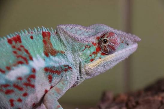 Ankaramy Panther chameleon aka the Pink Panther